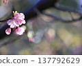 Kawazu cherry blossoms to announce the arrival of spring 137792629