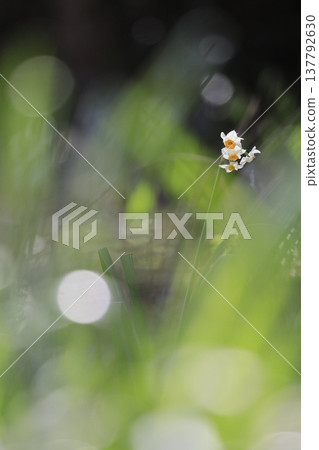 Daffodils blooming beautifully in the dazzling light Daffodils blooming beautifully in the dazzling light 137792630