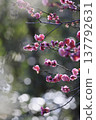 Plum blossoms beginning to bloom against the backdrop of sunlight filtering through the trees 137792631