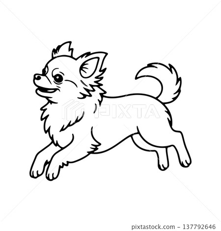 Chihuahua jumping playfully in a garden during a sunny day 137792646