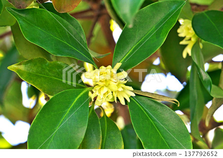 黃色日本八角花（春季，三月） 137792652