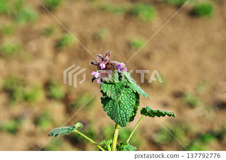 Pink flowers of Lamium amplexicaule (Spring, Part 3) 137792776