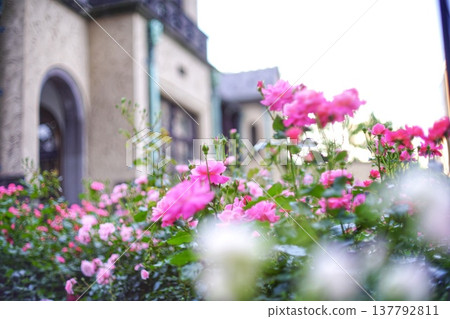 Scenery with roses Scenery with roses 137792811