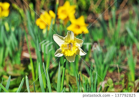 Yellow daffodil flowers (spring, March) 137792825