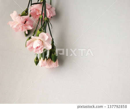 Pink flowers on a white background Pink flowers on a white background 137792858