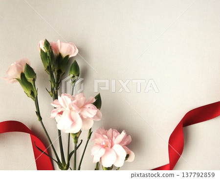 Pink carnations on a white background Pink carnations on a white background 137792859