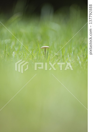 草地上生長的蘑菇 137792888