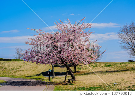 Cherry blossoms in full bloom shining in the blue sky Cherry blossoms in full bloom shining in the blue sky 137793013