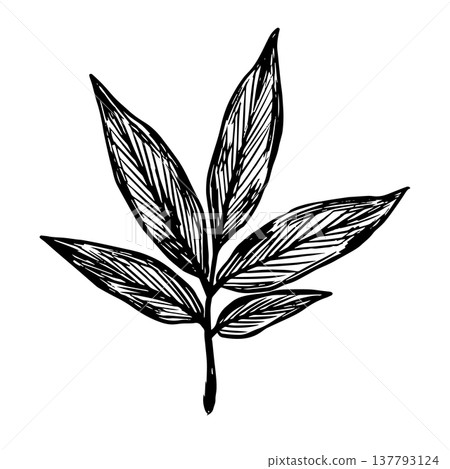 Comprehensive Botanical Illustration Highlighting Vein Pattern And Surface Detail With Crosshatching 137793124