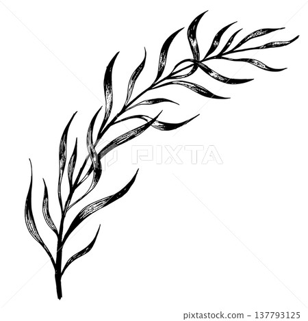 Refined And Delicate Ink Drawing Of Elongated Foliage Perfect For Ecofriendly Branding Projects 137793125