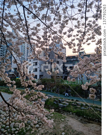 It is a cherry tree with cherry blossoms in full bloom.	 137793263