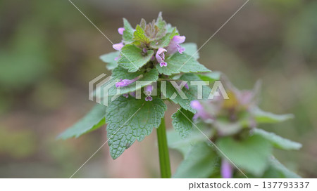 The flowers of the spring wildflower, Lamium amplexicaule (Buddha's seat). 137793337