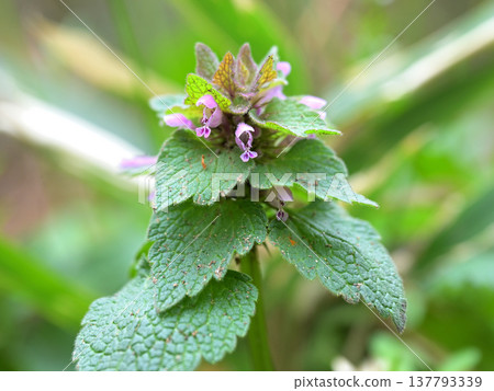 The flowers of the spring wildflower, Lamium amplexicaule (Buddha's seat). The flowers of the spring wildflower, Lamium amplexicaule (Buddha's seat). 137793339