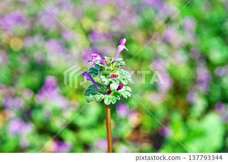 抱莖野芝麻(Lamium amplexicaule)的小粉紅色花朵(春季,3月) 抱莖野芝麻(Lamium amplexicaule)的小粉紅色花朵(春季,3月) 137793344