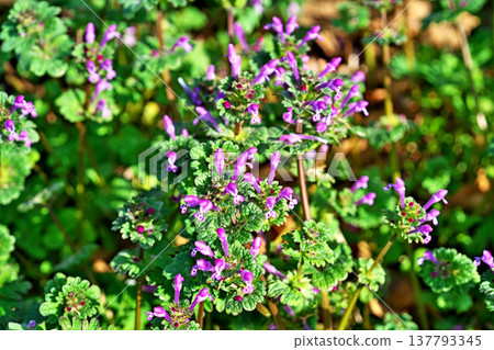 抱莖野芝麻(Lamium amplexicaule)的小粉紅色花朵(春季,3月) 抱莖野芝麻(Lamium amplexicaule)的小粉紅色花朵(春季,3月) 137793345