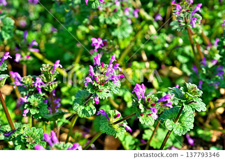 抱莖野芝麻(Lamium amplexicaule)的小粉紅色花朵(春季,3月) 抱莖野芝麻(Lamium amplexicaule)的小粉紅色花朵(春季,3月) 137793346