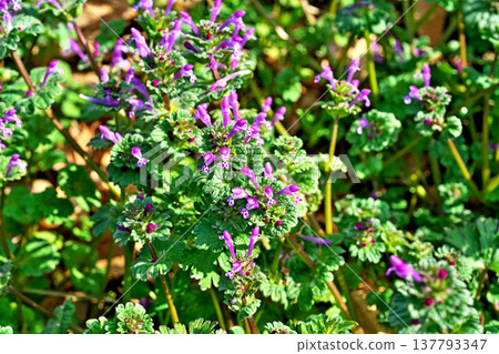 抱莖野芝麻(Lamium amplexicaule)的小粉紅色花朵(春季,3月) 抱莖野芝麻(Lamium amplexicaule)的小粉紅色花朵(春季,3月) 137793347