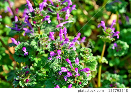 抱莖野芝麻(Lamium amplexicaule)的小粉紅色花朵(春季,3月) 抱莖野芝麻(Lamium amplexicaule)的小粉紅色花朵(春季,3月) 137793348