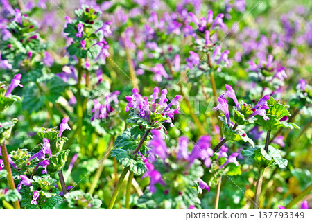 抱莖野芝麻（Lamium amplexicaule）的小粉紅色花朵（春季，3月） 137793349