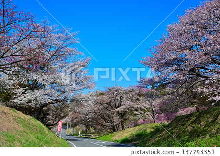 Cherry blossoms, Akaya-shio Hill, foot of Mt. Akagi, Maebashi City, Gunma Prefecture 137793351