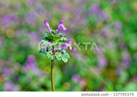 Small pink flowers of Lamium amplexicaule (spring, March) Small pink flowers of Lamium amplexicaule (spring, March) 137793379