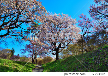 櫻花,赤谷鹽山,赤城山腳,群馬縣前橋市 櫻花,赤谷鹽山,赤城山腳,群馬縣前橋市 137793404