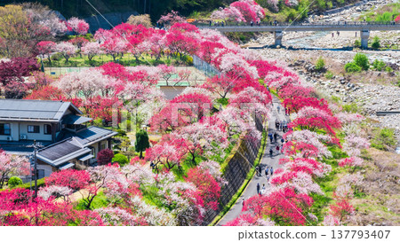 阿智村、花桃村 阿智村、花桃村 137793407