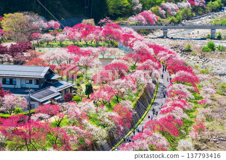 阿智村、花桃村 阿智村、花桃村 137793416