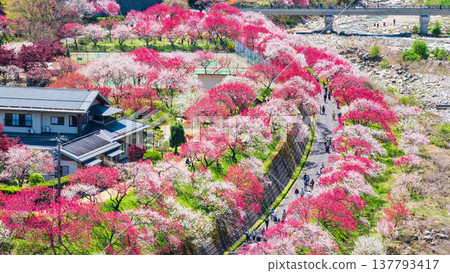 阿智村、花桃村 阿智村、花桃村 137793417