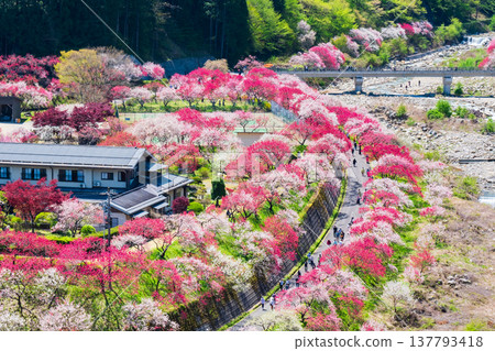 阿智村、花桃村 137793418