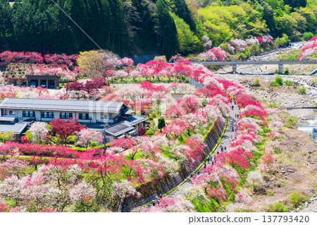 阿智村、花桃村 阿智村、花桃村 137793420