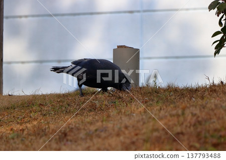 Seeking the bounty of the earth 137793488