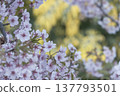 Full bloom Kawazu cherry blossoms, mimosa, yellow, pink, early spring 137793501