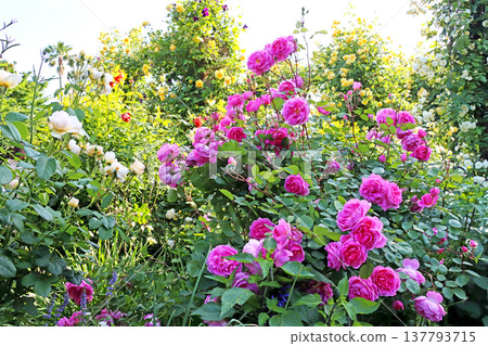 rose	 137793715