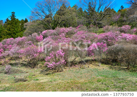 群馬縣前橋市赤城山山麓的赤谷鹽 137793750