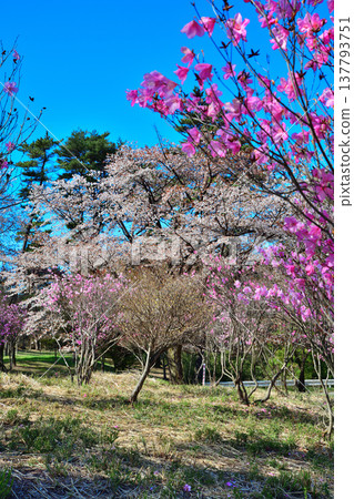 群馬縣前橋市赤城山山麓的赤谷鹽 137793751