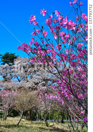 群馬縣前橋市赤城山山麓的赤谷鹽 137793752