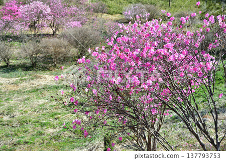 Akaya-shio (Rhododendron pentaphyllum), at the foot of Mt. Akagi, Maebashi City 137793753