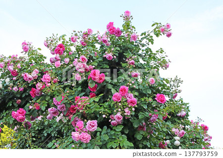 rose rose 137793759