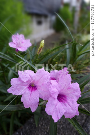 Pink Ruellia flowers blooming in the evening in autumn, September. Pink Ruellia flowers blooming in the evening in autumn, September. 137793782
