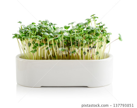 home-grown radish microgreens in a flower pot home-grown radish microgreens in a flower pot 137793851