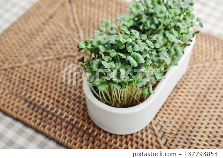 Home-grown radish microgreens in a flower pot Home-grown radish microgreens in a flower pot 137793853