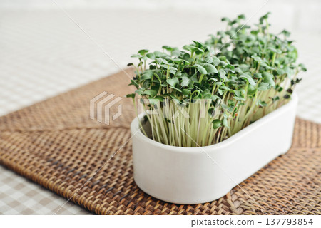 Home-grown radish microgreens in a flower pot Home-grown radish microgreens in a flower pot 137793854