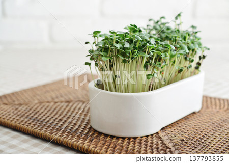 Home-grown radish microgreens in a flower pot Home-grown radish microgreens in a flower pot 137793855