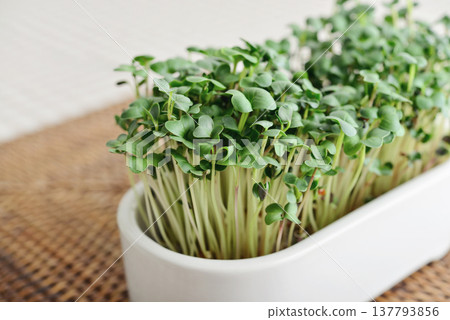 Home-grown radish microgreens in a flower pot Home-grown radish microgreens in a flower pot 137793856