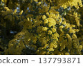 Mimosa, in bloom, yellow leaves, early spring. 137793871