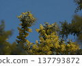 Mimosa and acacia in full bloom, early spring, clear skies. 137793872