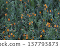 Calendula japonica (winter marigold), annual flower. 137793873