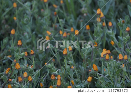 金盞花（Calendula japonica），一年生花卉。 137793873