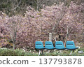 Bench, Kawazu cherry blossoms, spring, scenery, view, sightseeing, season 137793878